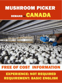Vacancy in Canada - Mushroom Picker Demand in Canada